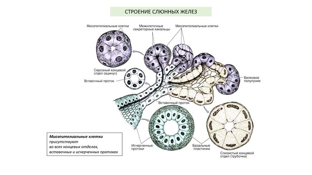анатомия развития слюнных желез