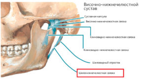 анатомия околоушной железы