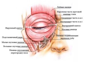 круговая мышца глаза