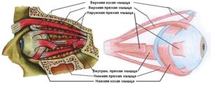 мышцы глаза строение