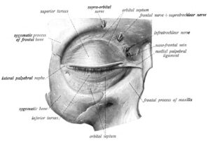 orbital septum