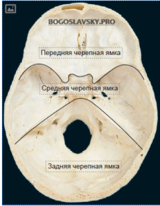 Анатомия дна мозговой череп