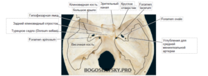 средняя черепная ямка анатомия