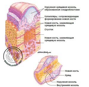 заживления кости стадии фото